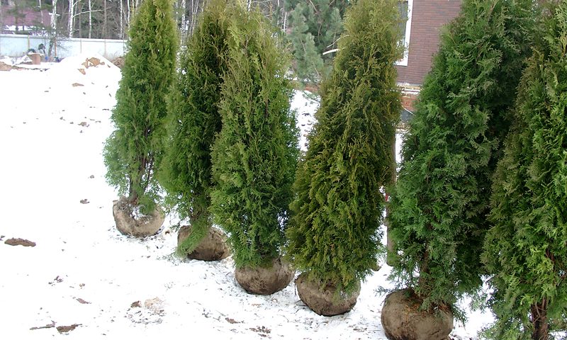 Правила и тонкости зимней посадки деревьев